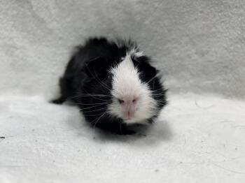 Rescue Abyssinian Guinea Pigs for Adoption in Edgewood, Maryland - Ian | PetCurious